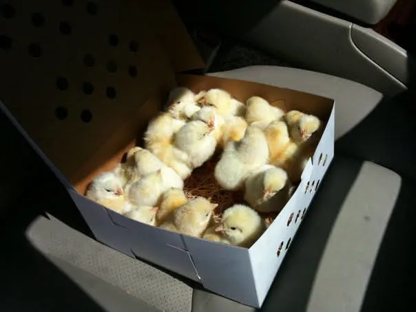 Driving home from the hatcher with a box of day-old chicks