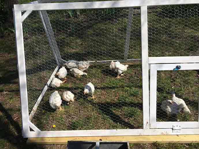 raising chickens for meat
