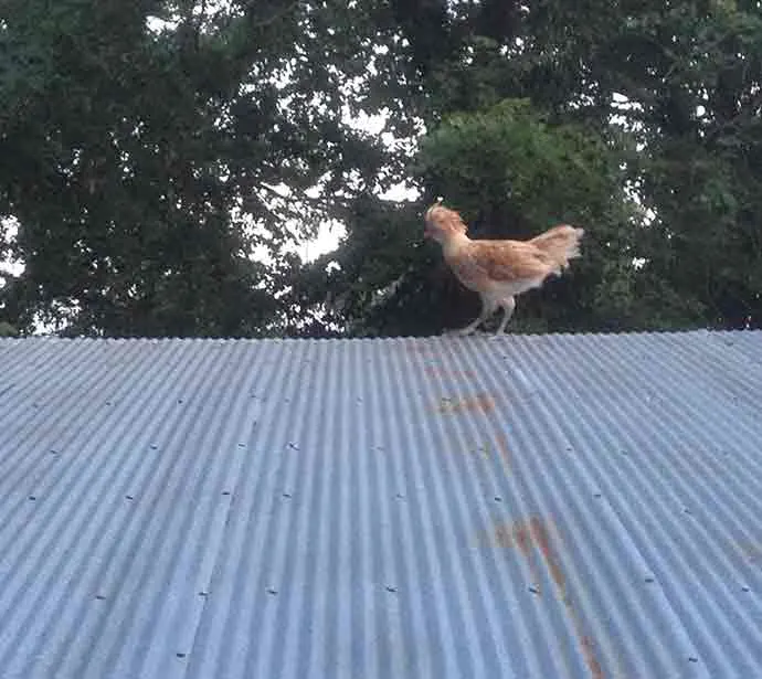 An adolescent chicken demonstrating rooster tendencies