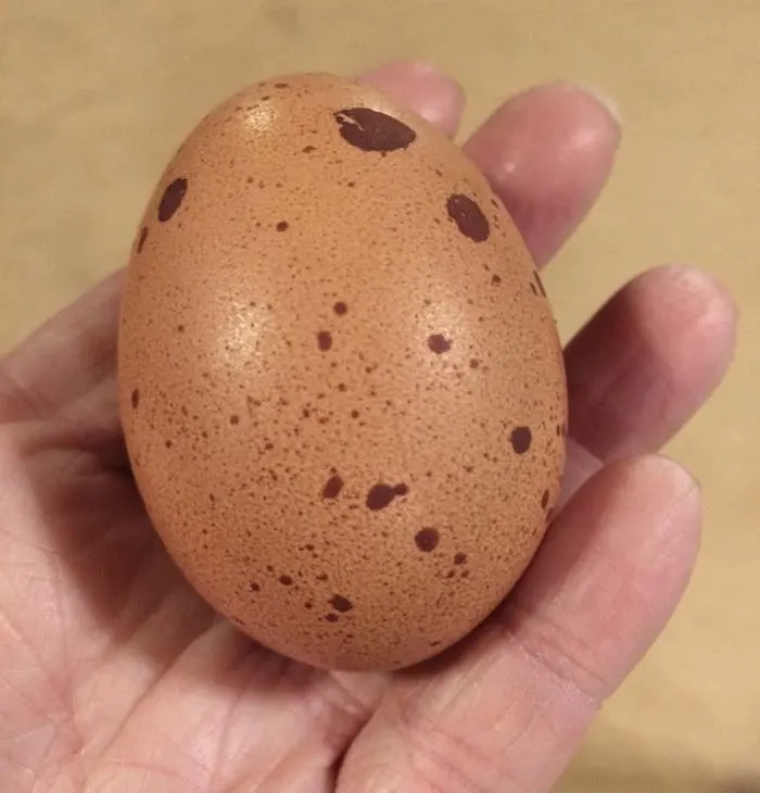 A brown egg from a well simmered chicken with dark brown speckles