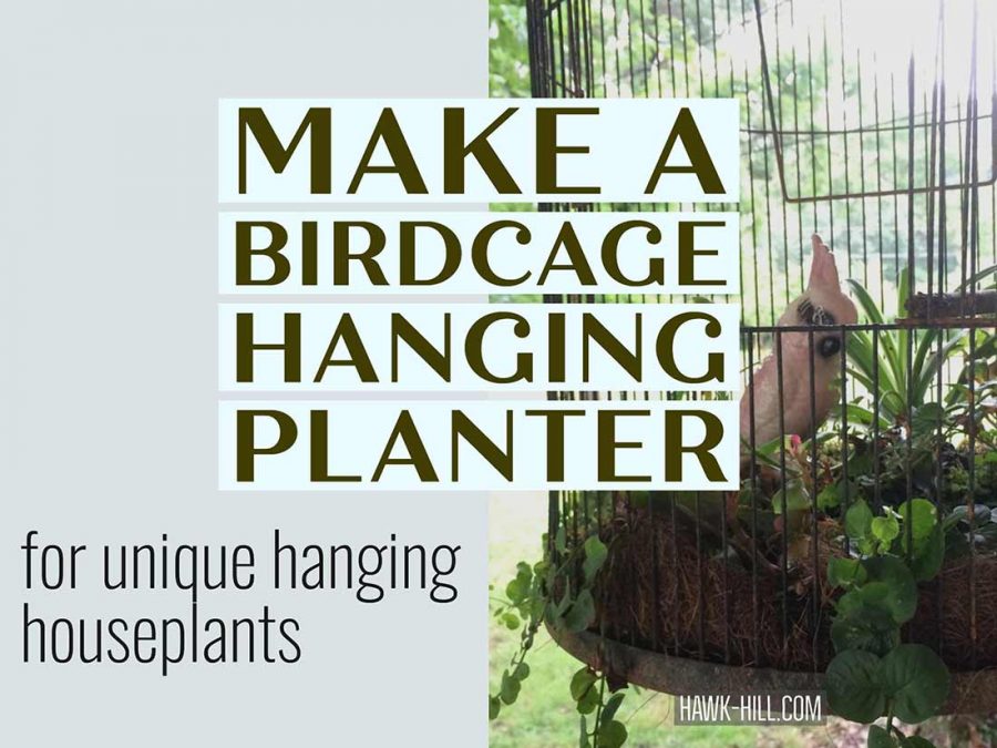 How to make a hanging planter for unique houseplants using a vintage birdcage