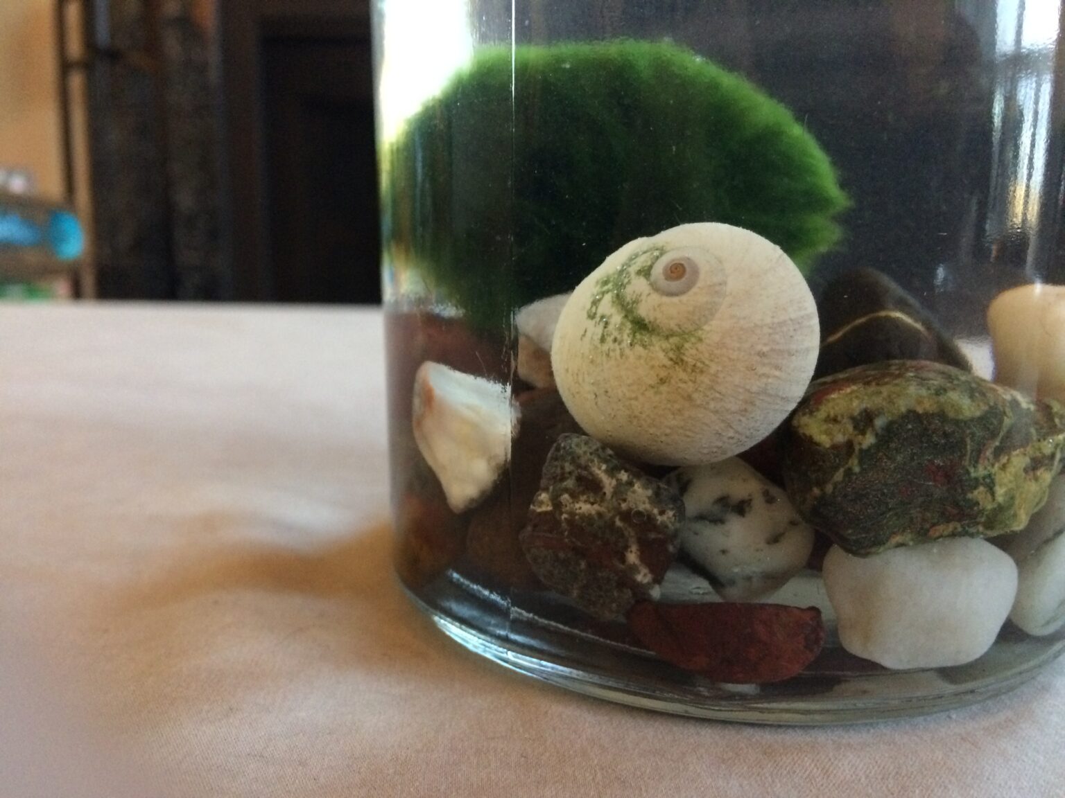How to Make a Marimo Moss Ball Terrarium Hawk Hill