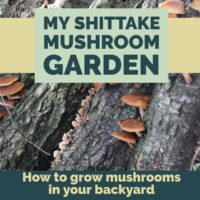 how to grow your own mushrooms