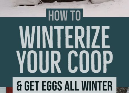 Winterizing your chicken coop takes just a few simple, affordable steps but results in continued egg production year-round even in cold regions.