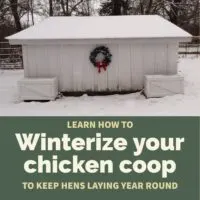 Winterizing your chicken coop takes just a few simple, affordable steps but results in continued egg production year-round even in cold regions.