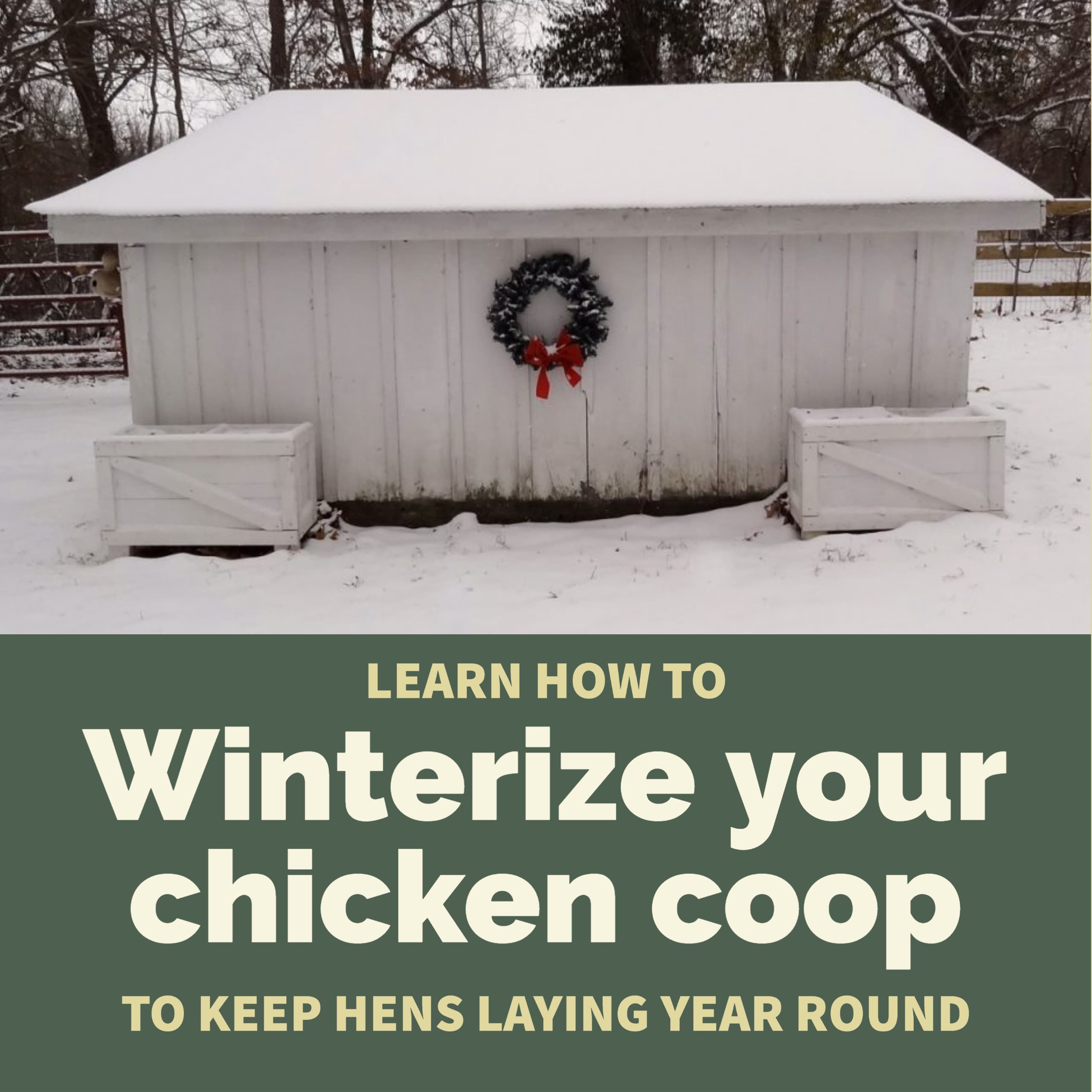 How I Insulated my Chicken Coop & Get Eggs All Winter - Hawk Hill