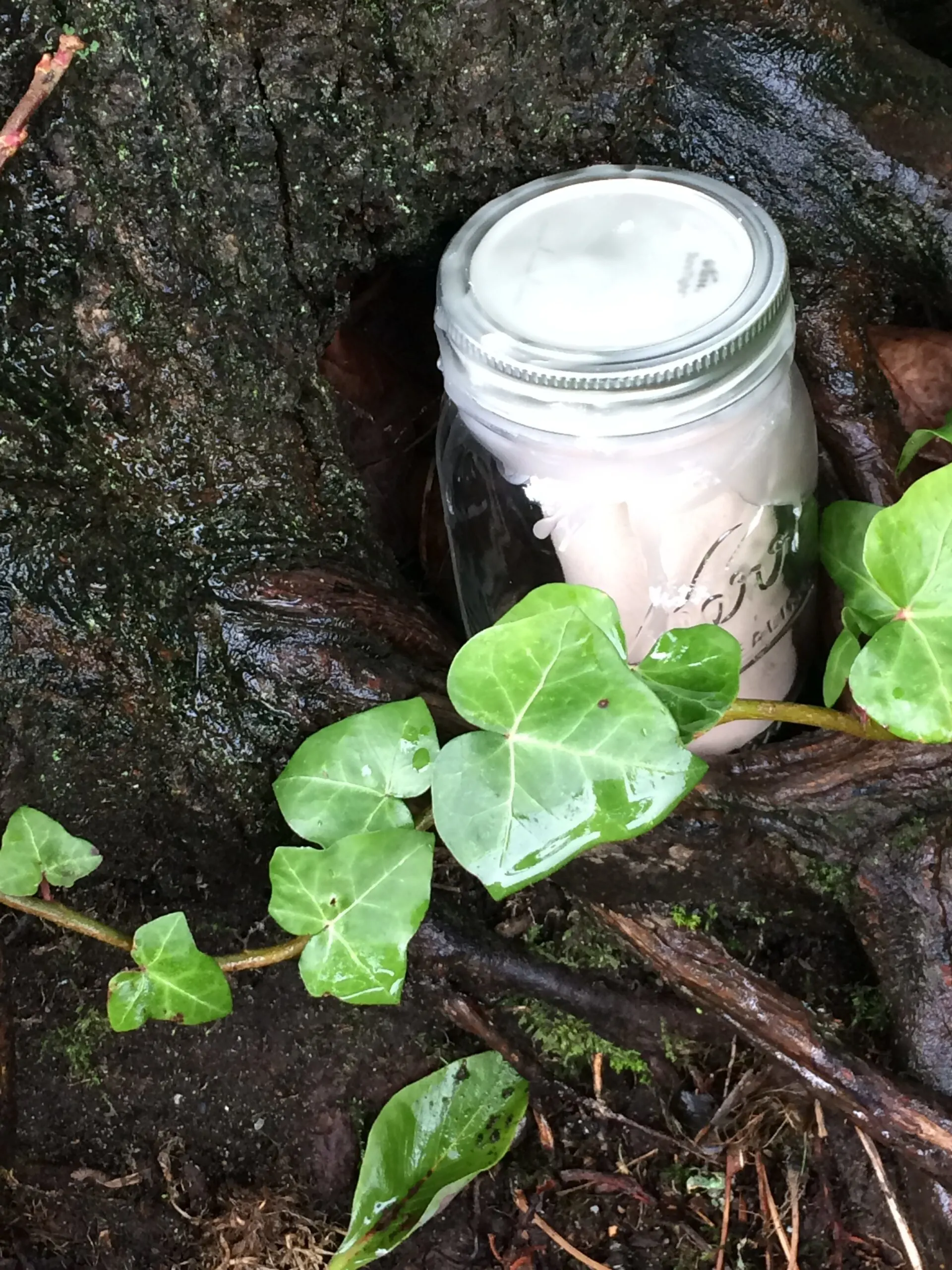 mason jar hidden in tree hollow