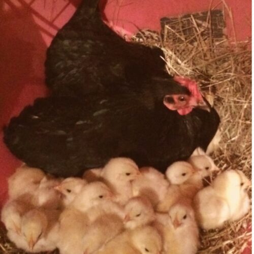 6 Tips to Successfully Move a Broody Hen