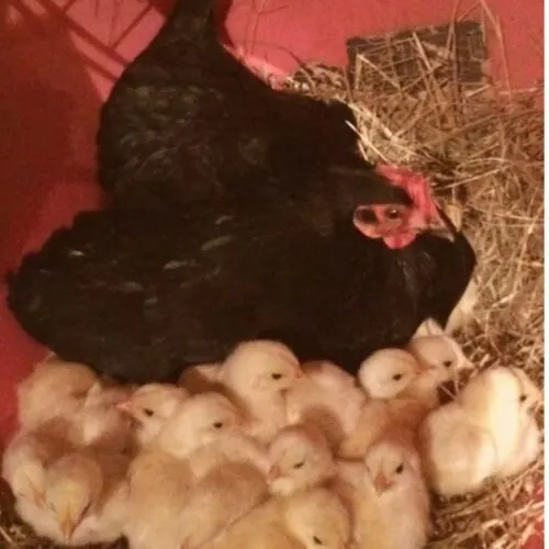 6 Tips to Successfully Move a Broody Hen