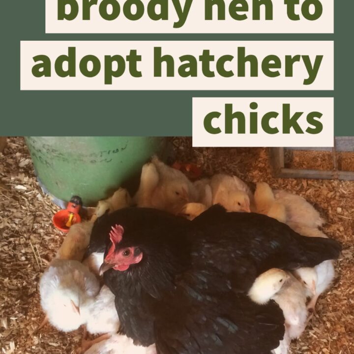 How I Convince a Broody Hen to Adopt Hatchery Chicks Hawk Hill