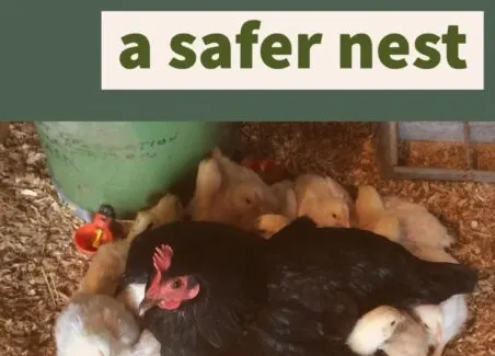 6 Tips to Move a Broody Hen without Disrupting her Brooding
