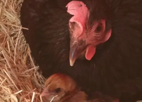 how to get a broody hen to adopt hatchery chicks