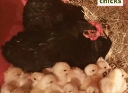 how to get a broody hen to adopt hatchery chicks