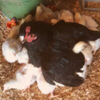 Using a broody hen to regulate the temperature of hatchery chicks