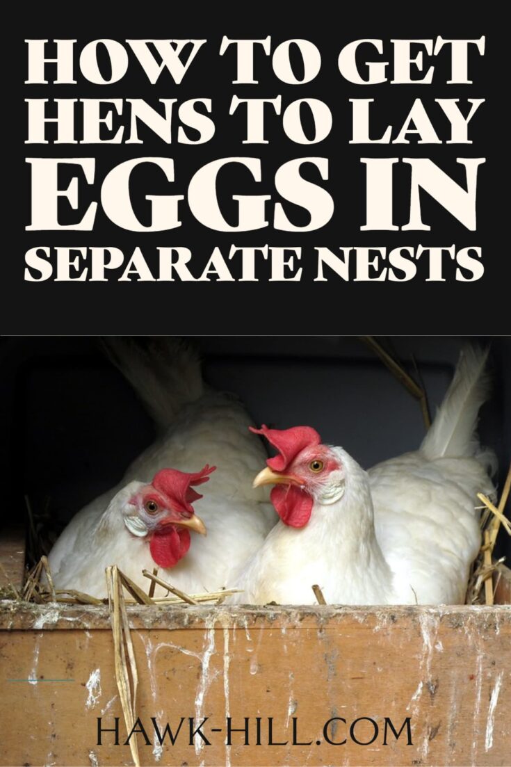 I Tested Fake Eggs in my Chicken Coop’s Nesting Boxes Here’s What