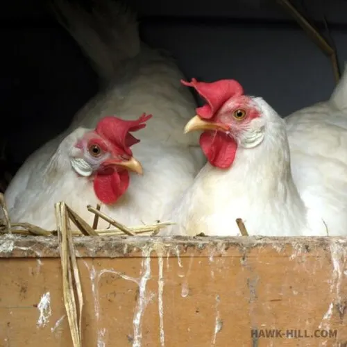 I Tested Fake Eggs in my Chicken Coop’s Nesting Boxes: Here’s What Happened
