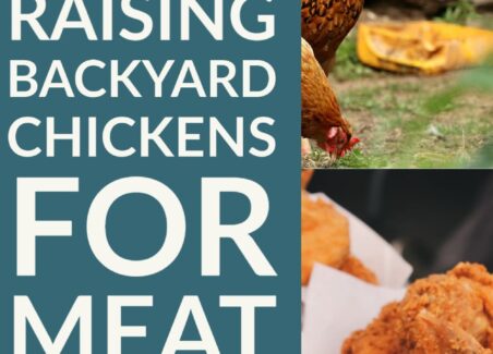 Is it profitable to raise a few meat birds at a time? One backyard's cost-by-cost breakdown