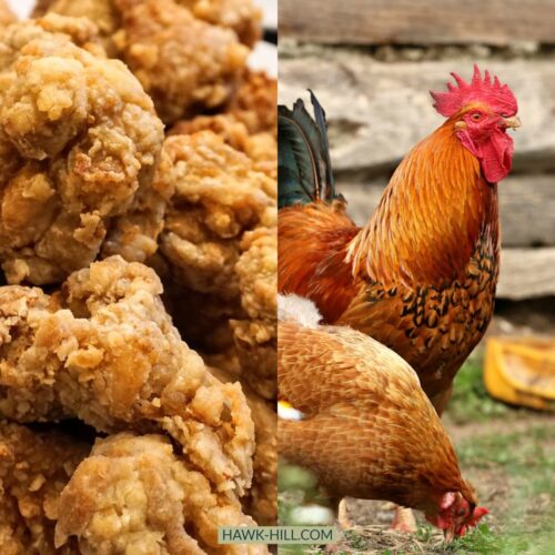 Is Raising Chickens for Meat Profitable? My Cost Breakdown