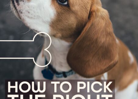 How to Pick a Puppy from a Litter