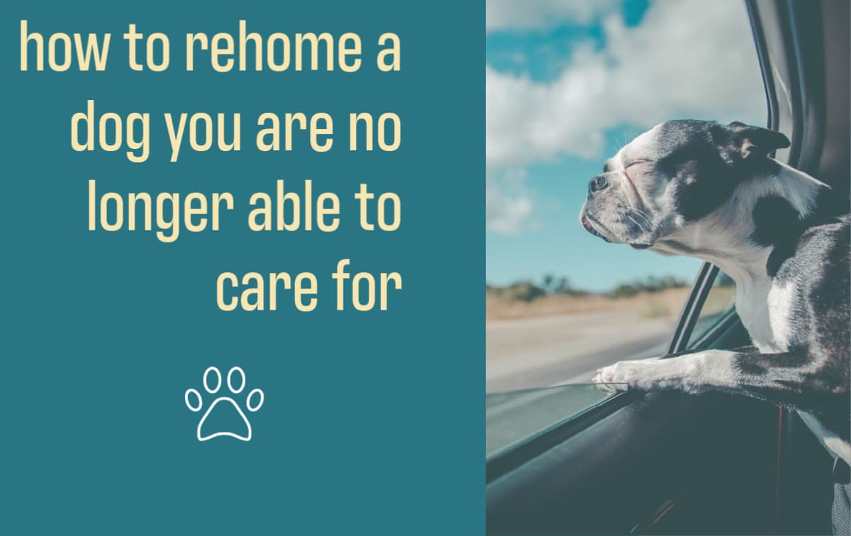 How to ethically rehome a dog when you are no longer able to care for it,