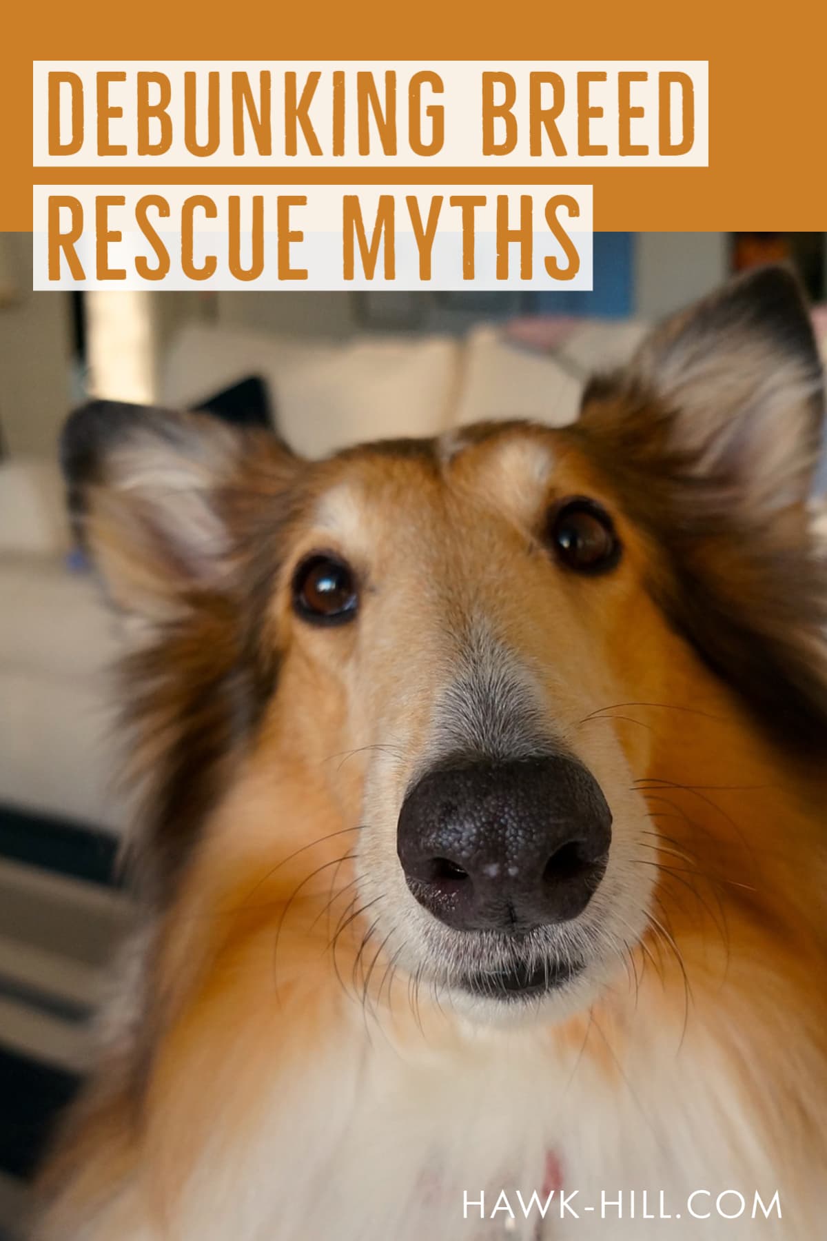 Debunking breed rescue myths what it's like to adopt a dog from a breed rescue
