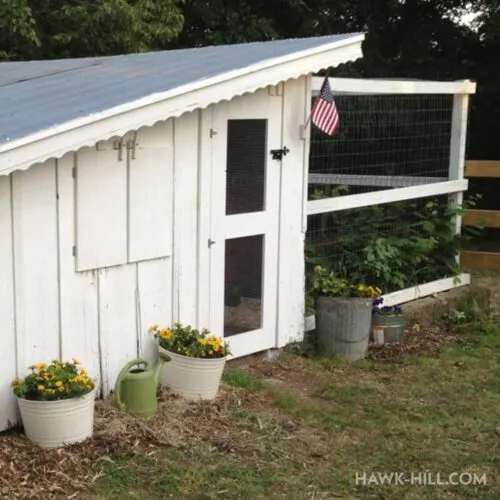 Our Old Chicken Coop: Keeping Modern Chickens in a Vintage Coop