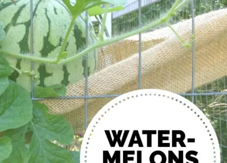 growing watermelons on a chicken coop run increases summer shade for the chickens and frees up valuable garden space for other plants.