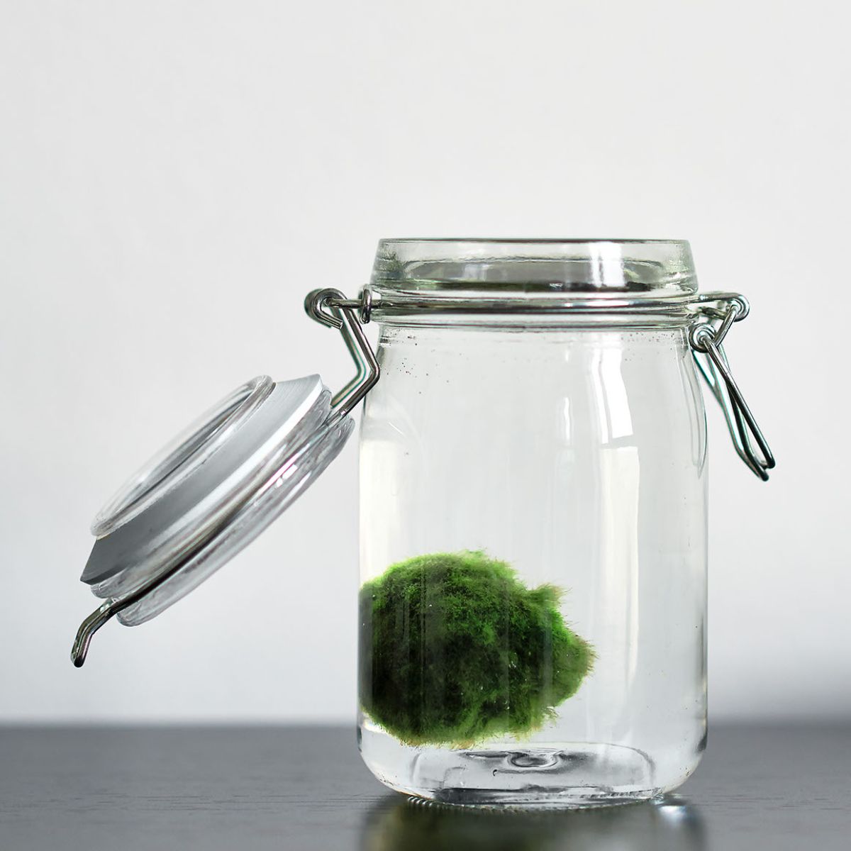 How to Make a Marimo Moss Ball Terrarium Hawk Hill