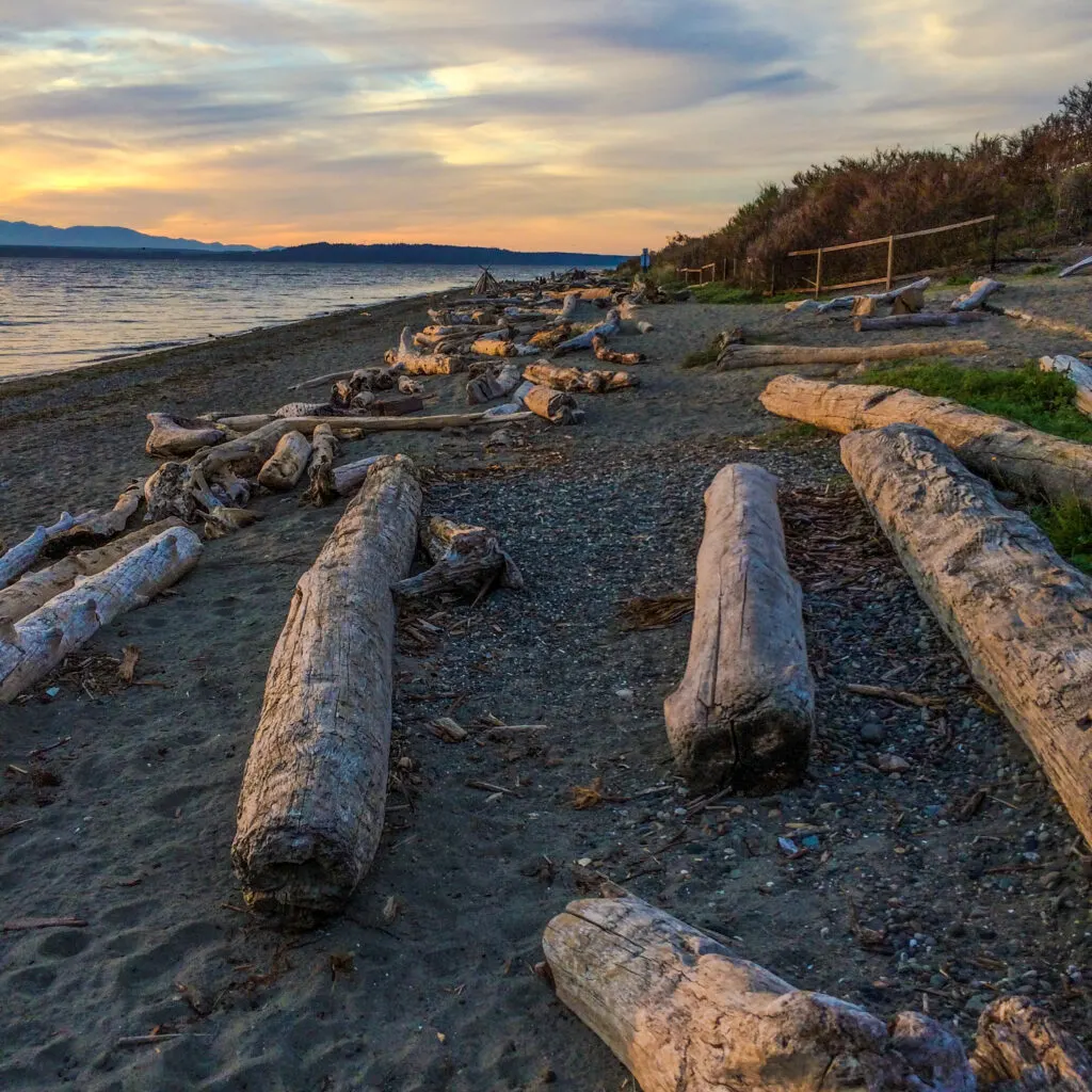 Driftwood logs on the beach in Washington state.