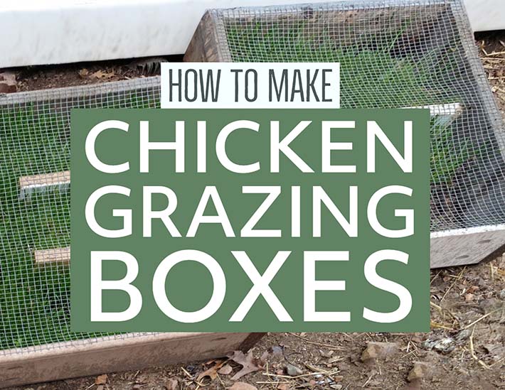 Scatole per il pascolo dei polli fai-da-te che tengono le verdure a disposizione dei polli in gabbia