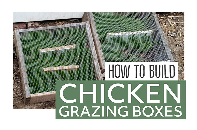 DIY building chicken grazing boxes that keep greens available to cooped chickens