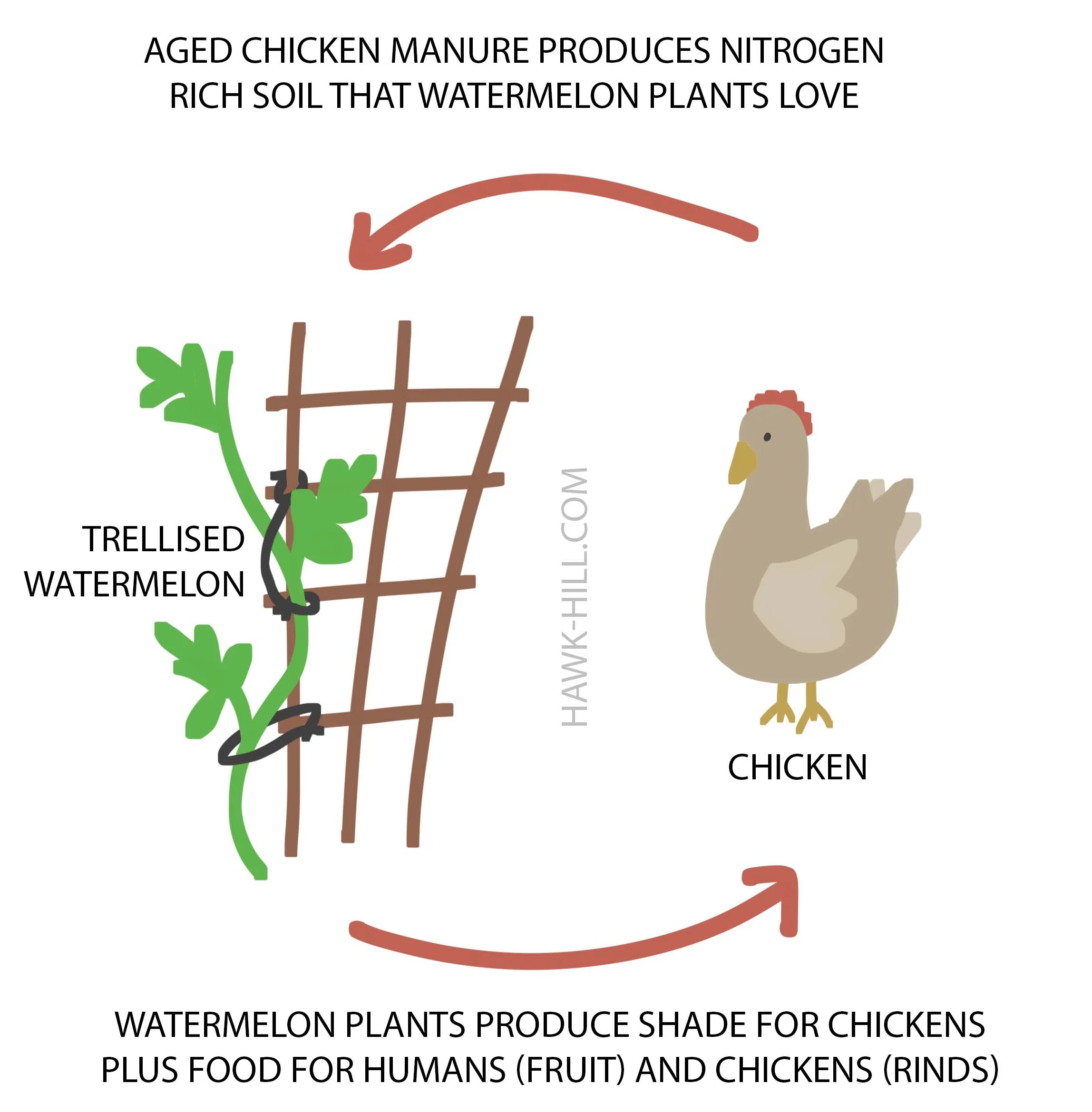 Learn about how chickens and trellised watermelons can be a mutually beneficial garden practice