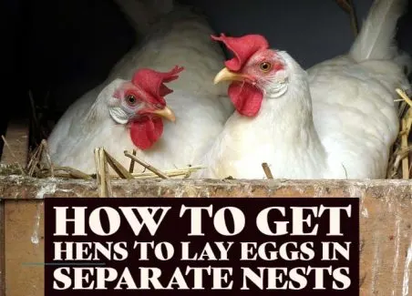 Tips for increasing egg production and decreasing egg breakage by discouraging nest-sharing