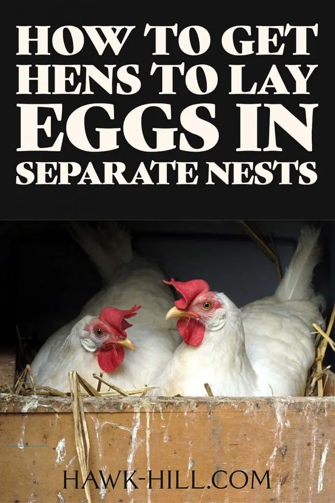 Tips for increasing egg production and decreasing egg breakage by discouraging nest-sharing